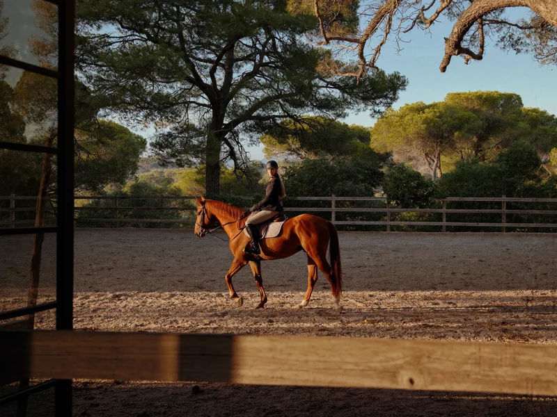 Maneggio al tramonto con cavaliere al passo su cavallo sauro e pini sullo sfondo